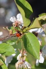 Marienkäfer 