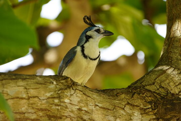 The white-throated magpie-jay (Calocitta formosa) is a large Central American species of magpie-jay. Costa Rica.