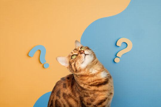 Cute curious cat with question marks