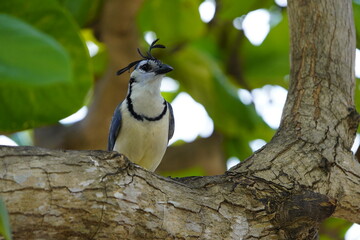 The white-throated magpie-jay (Calocitta formosa) is a large Central American species of magpie-jay. Costa Rica.