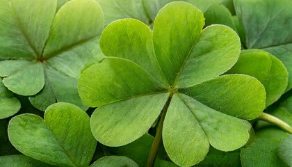 four leaf clover, luck, success, St. Patrick's Day