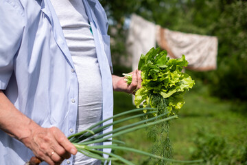 An old man in a light blue shirt in a garden with freshly picked fresh lettuce, dill and onions in his hands on a sunny summer day. Laundry is drying in the yard in the background in countryside