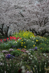 Cherry full blossom  tulip beautiful walk way Kashihara Nara Japan in cool day