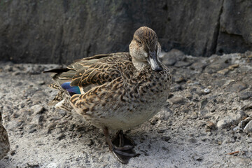 陸に揚がって立っている雌のコガモ