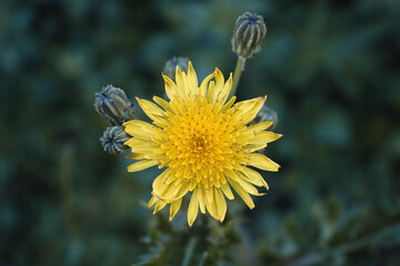 Sonchus Arvensis
