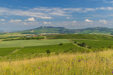 Vineyards under Palava,  Southern Moravia, Czech Republic
