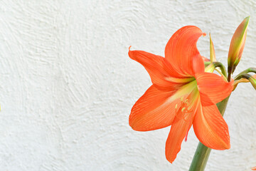 Flor anaranjada, espacio para texto al lado izquierdo, lirio hermoso y bello.
