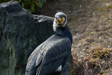 くちばしが鋭い鵜