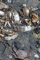 close-up of several dead crabs thrown into the sand of a river.