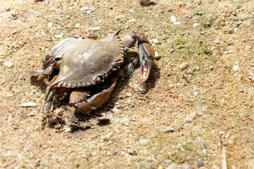 close-up of a crab in the sand of a river.