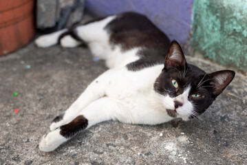 Tabby kitten lying on the sidewalk, calmly, looking at the camera.