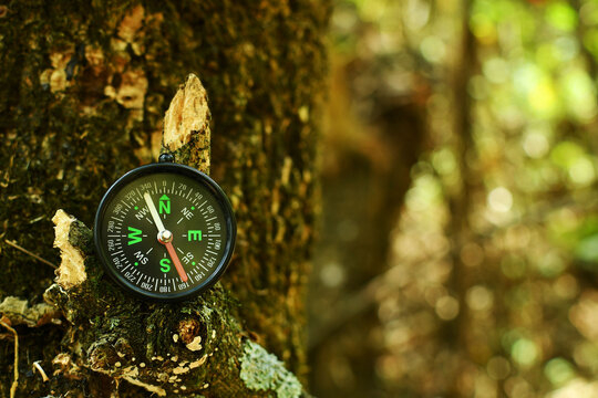 Br&uacute;jula sobre un tronco de madera, espacio para texto al lado derecho.