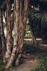 Foto op Canvas Detail of a palm tree, Spain © Christian Schwier