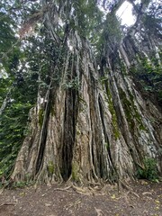 Old Tree