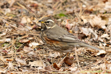 枯葉の山の中から虫を探すワキアカツグミ