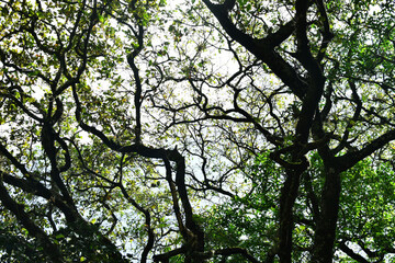 Silueta de una árbol a contraluz, toma horizontal.