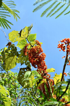 Flores rojas de Chichicaste, planta originaria de Centroam&eacute;rica en Guatemala, toma vertical.