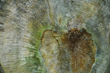 Textura de un árbol cortado por la mitad, toma vertical.