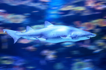 Scary shark with sharp teeth protruding from its mouth underwater world swiftly swims at high speed...
