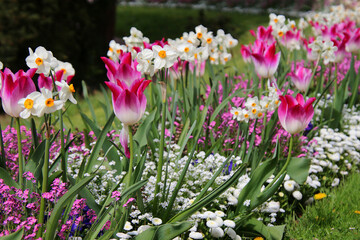 Spring flowers in pink and white. Tulips and daffodils - 731890914