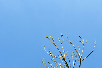 Ramas de un árbol y un cielo azul despejado de fondo, paisaje guatemalteco.