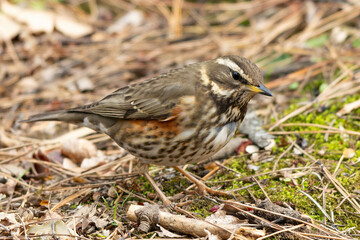 地中の虫を探すワキアカツグミ