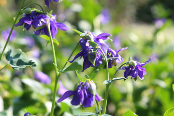 Blue columbine blossom (Aquilegia) against bright green bokeh floral background in spring - 731890973