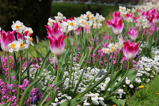 Spring flowers in pink and white. Tulips and daffodils