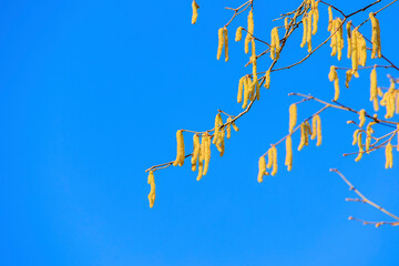 Bright yellow hazelnut pollen carrier on a bush in front of a bright blue sky
