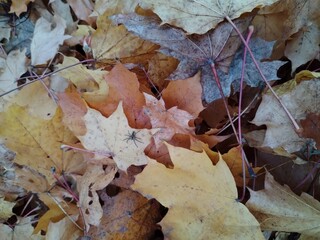 A colorful assortment of fallen leaves, scattered on the ground