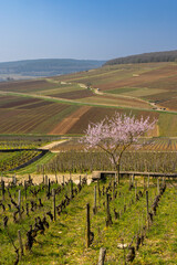 Fototapeta na wymiar Early spring vineyards near Aloxe-Corton, Burgundy, France