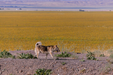 a dog on a yellow field background