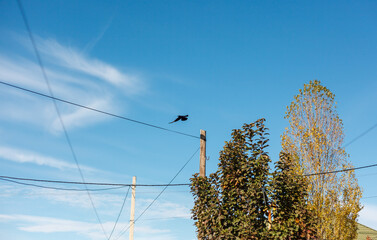 A black crow flies against the blue sky above poles with wires and trees