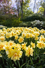 Obraz premium Narcissus jonquilla, rush narcis or jonquil, Keukenhof flower garden, Lisse, Netherlands