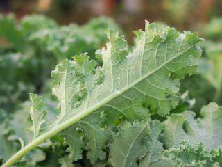 Closeup of a green organic kale. curly leaves Kale. Green salad leaves.