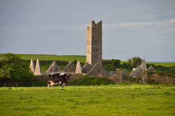 Black and white cow in front of the ruins of Moyne Friary in Ireland