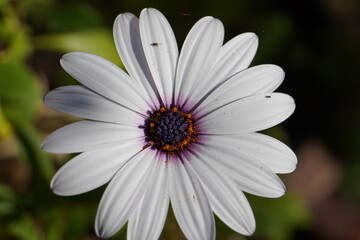 Fototapeta premium daisy flower with dew drops
