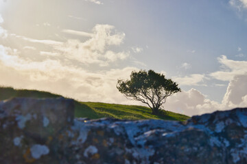 Lone Tree on a grassy hill in the evening light, irish countryside, cloudy sky, wall in the foreground