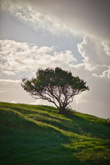 Lone Tree on a grassy hill in the evening light, irish countryside, cloudy sky