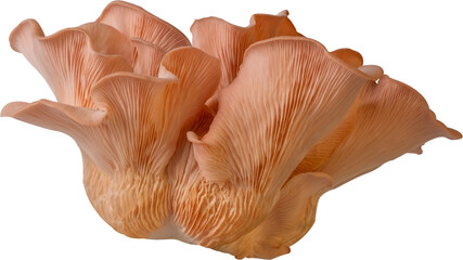 oyster mushroom cut out on transparent background. - obrazy, fototapety, plakaty