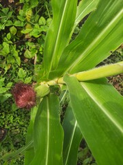 a close up of a corn plant showing node,ear,leaves and stalks