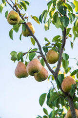 Pear harvest on the tree. Selective focus.