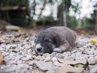 Cute newborn puppies sleeping on the ground in the garden. Thai puppy