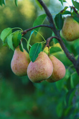 Pear harvest on the tree. Selective focus.