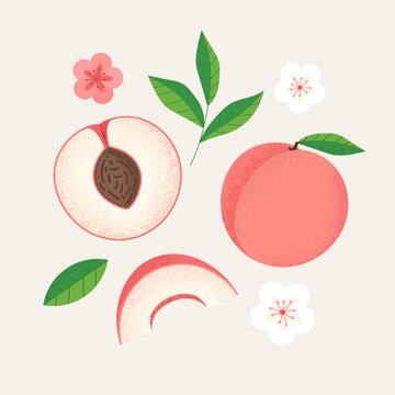 Vector peach slice elements set