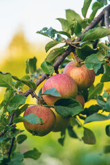 Apple harvest on the tree. Selective focus.