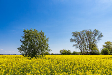 Blühendes Rapsfeld und Bäume bei Parkentin im Frühling