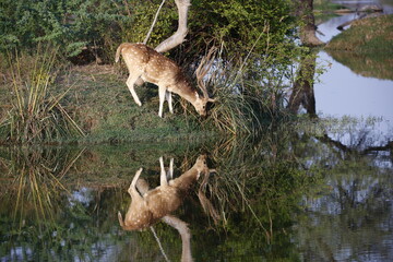Spotted deer stag down by the lake