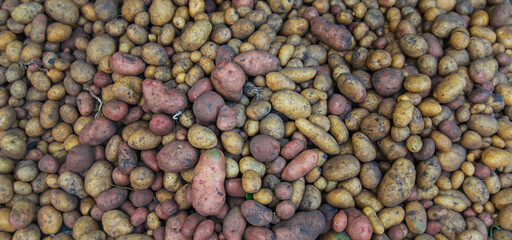 Harvest a lot of potatoes. Selective focus.