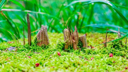 Green moss. Summer. macro photography. stump. life. World. Small stumps emerge. Red seeds scattered across moss. Blades of grass. Forest floor close-up. Soft textures. Natural, peaceful environment.